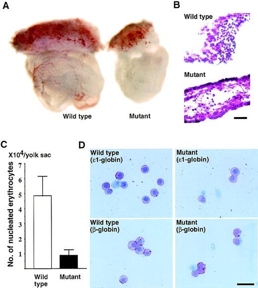 Fig. 3. Phenotypes of CBP homozygous mutant embryos. (A) The E9.5 yolk sac from wild-type (left) and CBP (right) homozygous mutant embryos. (B) Section of the yolk sac from a wild-type (top) and a CBP homozygous mutant (bottom) at E9.5. Note the small number of erythrocytes in the yolk sac derived from CBP homozygous mutants. Scale bar indicates 100 μm. (C) Numbers of nucleated erythroid cells present in yolk sac cells from embryos at E9.5. (D) Staining of blood cells from a wild-type (left) and CBP homozygous mutant (right) yolk sac with antibodies to ɛ1-globin (top) and β-globin (bottom). Scale bar indicates 30 μm.