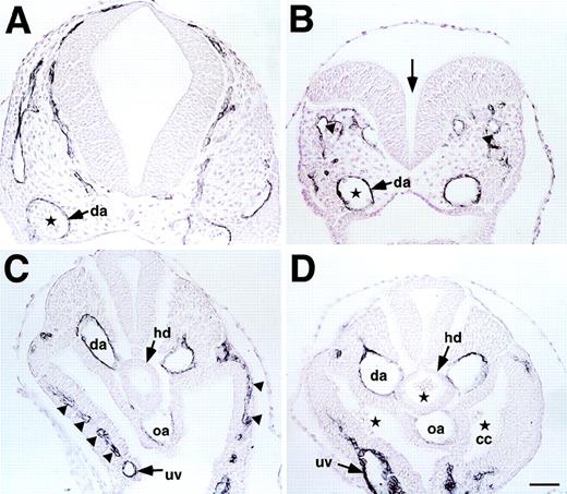 Fig. 5. (A through D) Histological analysis of E9.5 wild-type (A and C) and CBP homozygous (B and D) mutant embryos stained with anti-PECAM antibody and counter-stained with hematoxylin. Open neural tube (arrow in B), disoriented posterior branch of primary head vein (arrowheads in B), and decreased numbers of blood cells in dorsal aorta (da; stars in A and B) were observed in the head region of CBP homozygous mutant embryos. In the trunk, lack of sprouting vessels from the dorsal aorta or umbilical vein (uv) in parietal mesoderm (arrowheads in C) and a decrease in PECAM-1+endothelial cells in the omphalomesenteric artery (oa) and dorsal aorta (arrows in D) were observed in CBP homozygous mutant embryos. Note ectopic blood cells in hindgut diverticulum (hd) and coelomic cavity (cc) in CBP homozygous mutant embryos (stars in D). Scale bar indicates 50 μm.