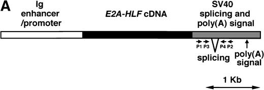 Fig. 1. (A) Schematic model of the injection fragment for generating E2A-HLF transgenic mice. The Ig enhancer/promoter, the E2A-HLF cDNA, and the SV40 early splicing and poly(A) signals are shown as white, black, and shaded boxes, respectively. The positions of primers used for RT-PCR (P1-P4) are also indicated. The bar shows 1 kb. (B) Western blot analysis for the expression of theE2A-HLF transgene product in the thymus and spleen of a control mouse (C) and a transgenic mouse from two independent lines (1-17 and 2-17). The positions of E2A-HLF protein and Ig are indicated by arrows, and the positions of the molecular marker are shown on the left. (C) Immunofluorescent staining of the transgenic spleen with anti-B220 and anti-HLF antibodies. The B220-expressing and HLF-expressing cells are visualized by green and red signals, respectively.