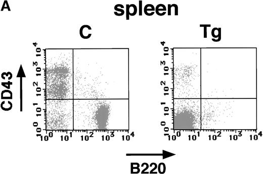 Fig. 6. Flow cytometric analysis of the spleen (A) and bone marrow (B) of a transgenic mouse (Tg) and a nontransgenic control (C) with B220 and anti-CD43 antibodies (4 weeks of age). The transgenic spleen and bone marrow show marked reduction of both B220+ CD43+ and B220+CD43− populations.