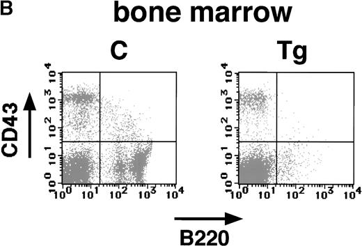Fig. 6. Flow cytometric analysis of the spleen (A) and bone marrow (B) of a transgenic mouse (Tg) and a nontransgenic control (C) with B220 and anti-CD43 antibodies (4 weeks of age). The transgenic spleen and bone marrow show marked reduction of both B220+ CD43+ and B220+CD43− populations.