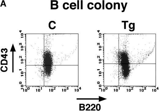Fig. 7. (A) Flow cytometric analysis of the B-cell colonies generated from bone marrow of a transgenic mouse (Tg) and a nontransgenic control (C) with anti-B220 and anti-CD43 antibodies (4 weeks of age). Colonies established from transgenic mice and nontransgenic controls are similarly positive for B220 and show the same broad pattern for CD43. (B) Expression of transgene-derived mRNA in the transgenic B-cell colonies. The RT-PCR products of the transgenic colonies (Tg) and nontransgenic colonies (C) were electrophoresed in an agarose gel, stained with ethidium bromide, and photographed. In the top panel (E2A-HLF), products of genomic and mRNA amplification are indicated by arrows and the position of the DNA size markers are shown on the left. In the bottom panel (K-ras), K-ras RT-PCR products are shown as an internal control.