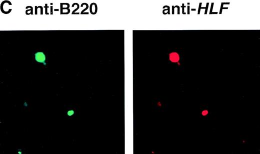 Fig. 1. (A) Schematic model of the injection fragment for generating E2A-HLF transgenic mice. The Ig enhancer/promoter, the E2A-HLF cDNA, and the SV40 early splicing and poly(A) signals are shown as white, black, and shaded boxes, respectively. The positions of primers used for RT-PCR (P1-P4) are also indicated. The bar shows 1 kb. (B) Western blot analysis for the expression of theE2A-HLF transgene product in the thymus and spleen of a control mouse (C) and a transgenic mouse from two independent lines (1-17 and 2-17). The positions of E2A-HLF protein and Ig are indicated by arrows, and the positions of the molecular marker are shown on the left. (C) Immunofluorescent staining of the transgenic spleen with anti-B220 and anti-HLF antibodies. The B220-expressing and HLF-expressing cells are visualized by green and red signals, respectively.
