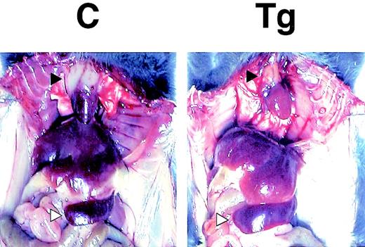 Fig. 3. Macroscopic appearances of a transgenic mouse (Tg) and a nontransgenic control (C) (4 weeks of age). The thymuses and spleens are indicated by (▴) and (▵), respectively. The transgenic mouse exhibits regressed thymus and enlarged spleen.