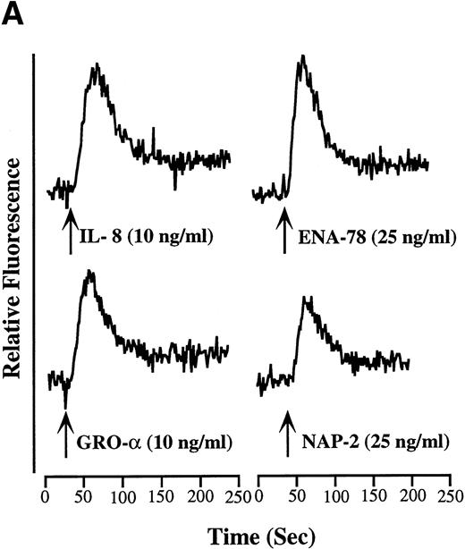 Fig. 1. Calcium mobilization by IL-8, GRO, NAP-2, and ENA-78 in HMC-1 cells. (A) Kinetics: agonists were added at the time indicated by the arrows. The identity and concentration are indicated to the right of each arrow. (B) Concentration dependence: calcium mobilization was measured in the cells stimulated as indicated. The amplitude of the peak change in fluorescence is shown as a function of the chemokine concentration. Results from one cell experiment are shown. Similar results were obtained in three independent experiments.