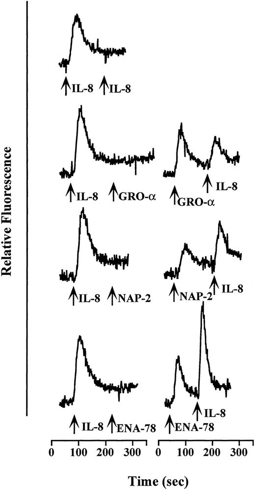 Fig. 2. Desensitization of calcium transients in HMC-1 cells. Relative fluorescence was monitored from FURA-2–loaded cells before and during sequential addition of CXC chemokines at the times indicated by the arrows. The identity of each stimulus is indicated to the right of each arrow. The concentrations used were 10 ng/mL IL-8 and GRO and 25 ng/mL NAP-2 and ENA-78. Each tracing shown is from a single experiment and is representative of at least two separate experiments.