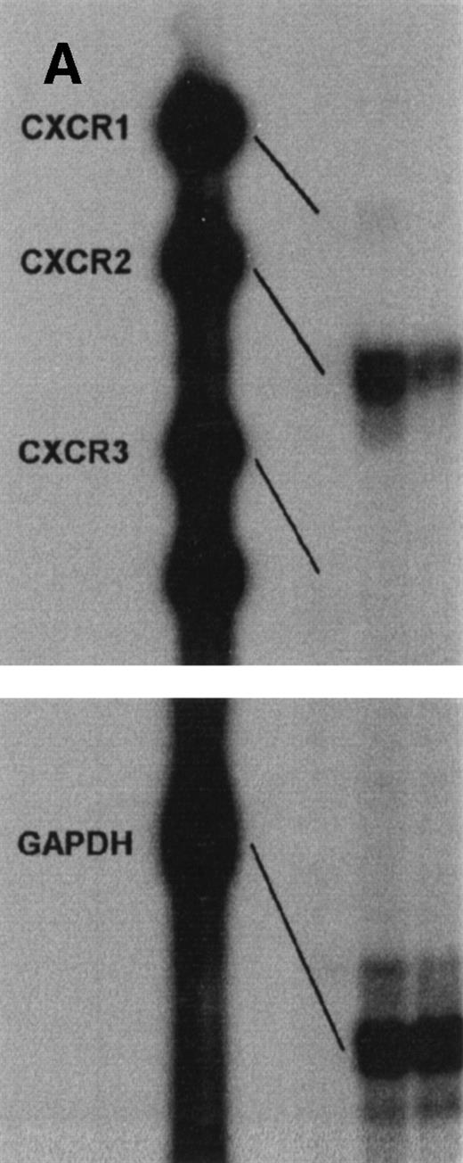 Fig. 3. Expression of IL-8 receptors by HMC-1 cells. (A) CXC receptor expression was measured at the level of message by RPA. In addition to the housekeeping gene product GAPDH (96), a protected fragment for CXCR2 (321) was detected. The two lanes represent two preparations of HMC-1. (B) CXCR2 expression on the surface of HMC-1 cells analyzed by flow cytometry. The bold histogram shows the expression of CXCR2; the thin histogram represents isotype control MoAb. This result is representative of four independent experiments.