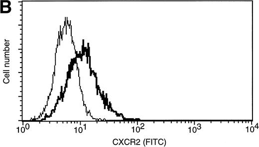 Fig. 3. Expression of IL-8 receptors by HMC-1 cells. (A) CXC receptor expression was measured at the level of message by RPA. In addition to the housekeeping gene product GAPDH (96), a protected fragment for CXCR2 (321) was detected. The two lanes represent two preparations of HMC-1. (B) CXCR2 expression on the surface of HMC-1 cells analyzed by flow cytometry. The bold histogram shows the expression of CXCR2; the thin histogram represents isotype control MoAb. This result is representative of four independent experiments.