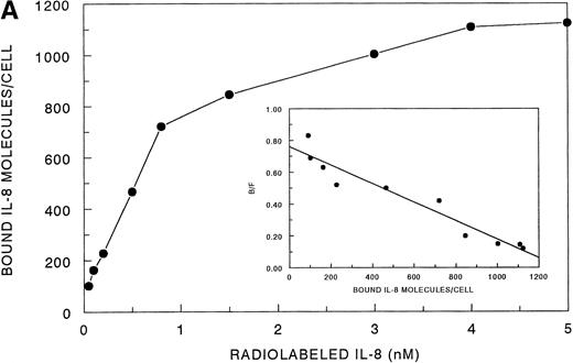 Fig. 4. Analysis of 125I-IL-8 binding to HMC-1 cells. (A) A representative equilibrium-binding analysis is shown, and Scatchard plot transformation of the binding data is presented in the insert. (B) Concentration-dependent displacement of125I-IL-8 binding to HMC-1 cells by IL-8 (•), GRO (▴), IP-10 (▪), and MIG (▾). HMC-1 cells (5 × 105 cells in each tube) were incubated with125I-IL-8 (0.2 nmol/L) in the presence or absence of increasing concentrations of unlabeled ligand for 60 minutes at 4°C.