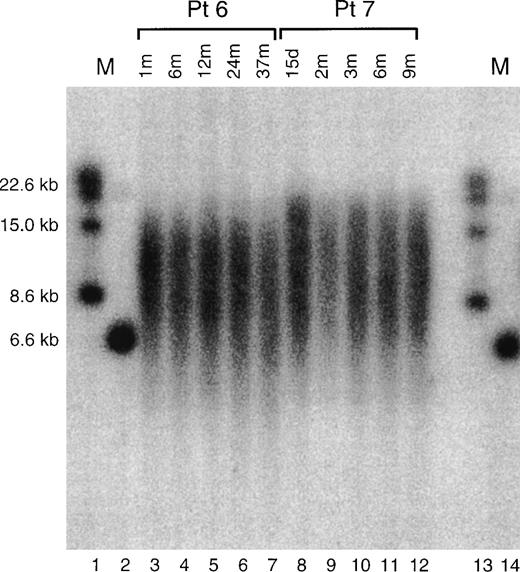 Fig. 1. Shown is an example of a Southern blot telomere length determination for two patients, patient 6 and patient 7, described in the text and tables. Lanes 1 and 13 and 14 are marker lanes, with the sizes of the markers indicated at left. Lanes 3 to 7 show the TRFs from the cells of pediatric patient 6 obtained at the times after birth, indicated at the top of the figure. Lanes 8 to 12 show the TRFs from the cells of pediatric patient 7 obtained at the times indicated at the top of the figure.