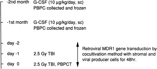 Fig. 1. Protocol for MDR1 transduction, transplantation of gene transduced or untransduced marmoset peripheral blood progenitor cells, and treatment with Docetaxel.