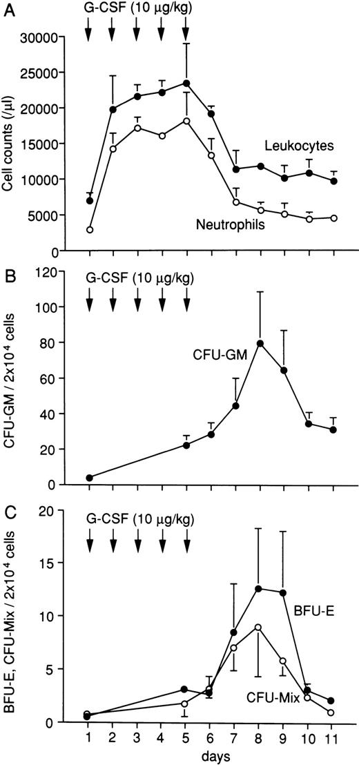 Fig. 3. Changes of leukocytes (•) and neutrophils (○) in G-CSF–treated marmosets (A). Changes of CFU-GM (•) (B), BFU-E (•), and CFU-Mix (○) (C) in peripheral blood of G-CSF–treated marmosets. First, 10 μg/kg/d of human G-CSF was administered subcutaneously for 5 days. The maximal numbers of CFU-GM, BFU-E, and CFU-Mix in peripheral blood were obtained on day 8 and were approximately 21-fold, 25-fold, and 13-fold, respectively, of the value obtained in the unstimulated state. The data shown were obtained from four animals and are expressed as the mean ± SEM.