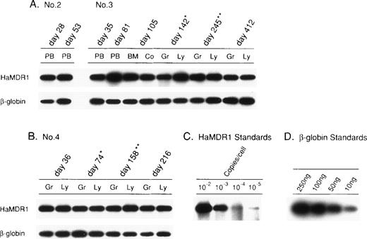 Fig. 5. Detection of provirus DNA in peripheral blood cells or bone marrow cells of the transplanted marmosets. On the indicated days, DNA was obtained from each sample and analyzed for the presence of provirus DNA and β-globin DNA as an internal control by PCR, followed by Southern blot analysis. Peripheral blood cells from day 28 and day 53 of transplantation showed the presence of provirus DNA in marmoset no. 2. The provirus was detected in marmoset no. 3 in peripheral blood cells on day 35 and day 81. In this animal, the provirus was detected both in peripheral blood granulocytes and lymphocytes on day 142 (just before the first treatment with Docetaxel) and on day 245 (just after the third treatment with Docetaxel), and the provirus was also detected on day 412. A bone marrow biopsy was performed on this marmoset on day 105; the provirus was detected in bone marrow MNCs and in pooled colonies (10 colonies) (A). The provirus DNA in granulocytes and lymphocytes was also detected from day 36 to day 216 in marmoset no. 4. Day 74 was the day before the first treatment with Docetaxel, and day 158 was the day after the third treatment with Docetaxel (B). The standard provirus DNA sample was obtained from serial dilutions of DNA from the packaging cell line, PA317-HaMDR1, containing a single copy of the provirus per cell (C). The standard β-globin DNA sample was obtained from serial fivefold to 10-fold dilutions of DNA from normal PB (D).