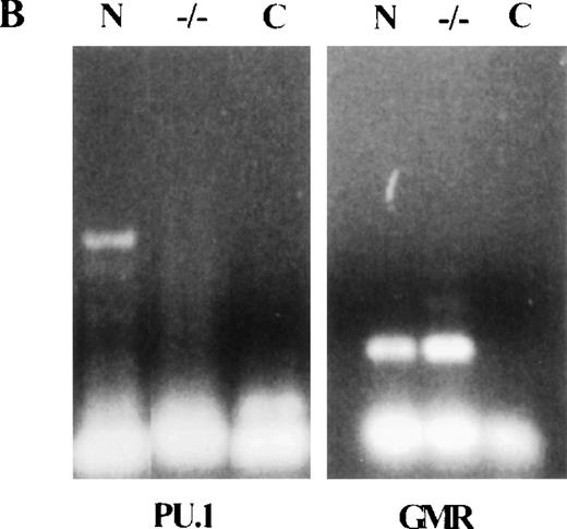 Fig. 2. (A) Normal and PU.1−/− myeloid colonies contain cells that express GM-CSF receptor (GMR). A 1:10 dilution of an affinity purified rabbit polyclonal antibody to a cytoplasmic portion of GMR was used to stain pooled normal or PU.1−/− colonies. The same concentration of preimmune rabbit control antibody was also used. (B) The expression of GMR was verified by reverse transcriptase–PCR (RT-PCR). Normal (N) and PU.1−/− colonies were harvested, and total RNA was extracted. Two micrograms of total RNA was used for cDNA synthesis and PCR. Expression of both GMR and PU.1 was examined. PCR conditions: 94°C 1", 60°C 1", and 72°C 2", for 40 cycles. A no-cDNA control (C) was included in this assay.