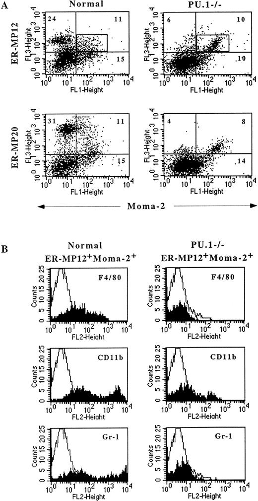Fig. 5. Monocytic precursors are found in the PU.1 null liver. Cells from normal and PU.1−/− neonate livers were triple stained with Moma-2FITC and either unconjugated ER-MP12 (MP12) or ER-MP20 (MP20) monoclonal antibodies, along with F4/80PE, CD11bPE, or Gr-1PE-conjugated antibodies. MP12 or MP20 were stained with a biotinylated isotype-specific (IgG2a) secondary antibody followed by Streptavidin Cy-Chrome (A) Moma-2 versus MP12 or MP20 FACS data of normal and PU.1−/− liver cells demonstrate single positive, double positive, and unstained cells. The quadrants were determined based on background staining of cells with isotype control antibodies. The percentage of each positive staining population is indicated in the corners of the quadrants. (B) Histogram plots of F4/80, Mac-1, or Gr-1 cells found in gated normal and PU.1−/− MP12+Moma-2+ population. The rectangular box in (A) was the gate used to analyze the double positive populations.