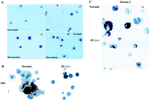 Fig. 1. Characterization of CFU-derived early PU.1−/− myeloid cells. Normal and PU.1−/− neonate liver cells were grown in methylcellulose CFU plates for 7 days with 50 ng/mL stem cell factor (SCF), 100 U/mL IL-3, 2.5 ng/mL GM-CSF, and 5,000 U/mL M-CSF. (A) Individual PU.1−/− myeloid colonies were harvested and stained with Wright-Giemsa stain. −/− in the upper right-hand corner of the panels indicates PU.1 null colonies. A normal macrophage colony is shown in the lower right-hand panel. (B) Pooled normal or PU.1−/− colonies were examined for NSE activity using -naphthyl acetate as the substrate. The dark staining cells show an NSE-positive reaction. (C) Pooled normal and PU.1−/− colonies were tested for Moma-2 expression. Biotinylated secondary antibody and avidin peroxidase were used to identify Moma-2–expressing cells. Purple staining cells indicate Moma-2 expression. Moma-2 negative neutrophils (N) are indicated in the normal panel.