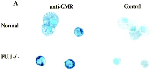 Fig. 2. (A) Normal and PU.1−/− myeloid colonies contain cells that express GM-CSF receptor (GMR). A 1:10 dilution of an affinity purified rabbit polyclonal antibody to a cytoplasmic portion of GMR was used to stain pooled normal or PU.1−/− colonies. The same concentration of preimmune rabbit control antibody was also used. (B) The expression of GMR was verified by reverse transcriptase–PCR (RT-PCR). Normal (N) and PU.1−/− colonies were harvested, and total RNA was extracted. Two micrograms of total RNA was used for cDNA synthesis and PCR. Expression of both GMR and PU.1 was examined. PCR conditions: 94°C 1", 60°C 1", and 72°C 2", for 40 cycles. A no-cDNA control (C) was included in this assay.