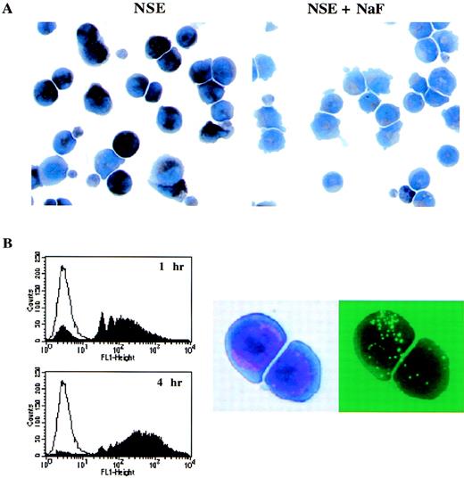 Fig. 4. (A) GM-pu4 was found to be NSE-positive. The GM-pu4 clone was tested for NSE activity. The dark staining cells are NSE-positive. The activity was verified as being monocyte-specific by the ability of NaF to inhibit the reaction. (B) GM-pu4 cells have phagocytic activity. GM-pu4 cells were incubated with latex beads for 1 or 4 hours. The engulfment of beads was evaluated by flow cytometry and with a fluorescent microscope. The clear tracing on the histogram plot are cells that did not receive beads. For visualization, cells were spun onto slides and stained with Wright-Giemsa. The figure shows the same two cells viewed with bright field or UV.