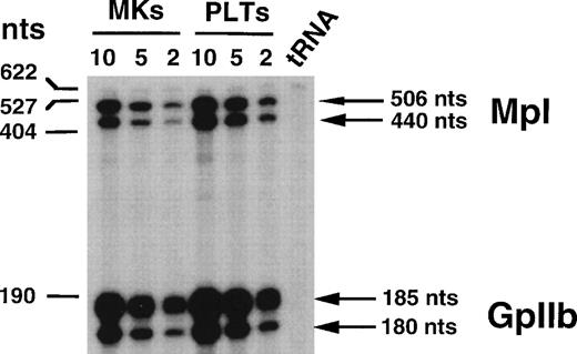 Fig. 1. Ribonuclease protection analysis of RNA from MKs and PLTs. Decreasing amounts of RNA from 10 to 2 μg were used for MKs and PLTs. Transfer RNA (tRNA) was used as a negative control to verify specificity of protected fragments. The size of the markers is indicated on the left of the panel. Arrows on the right indicate the position of Mpl (top) and GpIIb (bottom) protected fragments.