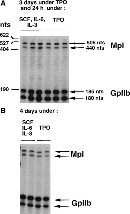 Fig. 2. Comparison of c-mpl transcript levels in MKs in the presence or absence of TPO, by ribonuclease protection analysis (2 μg of RNA). (A) MKs obtained in the presence of TPO (3 days) were either maintained in TPO or shifted for 24 additional hours to a medium deprived of TPO, but containing a combination of SCF, IL-6, and IL-3. For each condition, three independent MK preparations were made. (B) MKs were obtained either in the presence of TPO or in the presence of a combination of SCF, IL-6, and IL-3 (4 days). Two independent MK preparations were used for each condition. Arrows on the right indicate the position of the protected fragments.