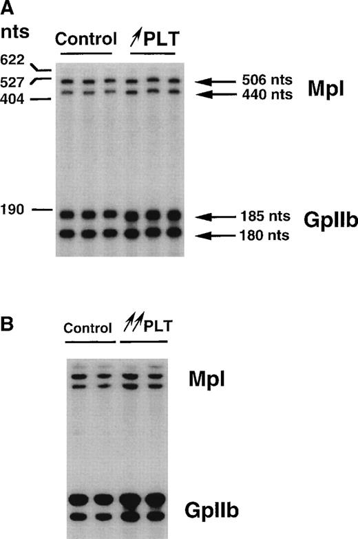 Fig. 3. Comparison of c-mpl transcript levels in PLTs from control and TPO-stimulated mice by means of ribonuclease protection assays (2 μg). PLTs were isolated from mice grafted subcutaneously with FDC-P1 cells producing TPO (↑ PLT; A) or from mice in which the hematopoietic cells produce TPO (↑↑ PLT; B). Three (A) or two (B) independent platelet RNA preparations have been used.