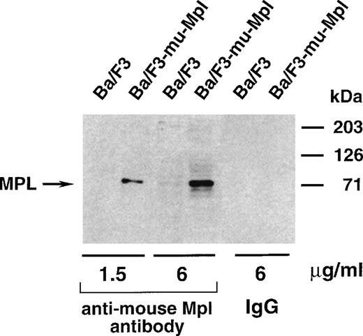 Fig. 4. Western blot analysis of the specificity of the rabbit polyclonal antibody directed against murine Mpl. The same amount of protein lysate from Ba/F3 and Ba/F3-mu-Mpl cells was analyzed, and two concentrations of the anti-Mpl antibody were used. Nonrelevant rabbit purified immunoglobulins were used as a control. The size of protein markers is indicated on the right of the figure.