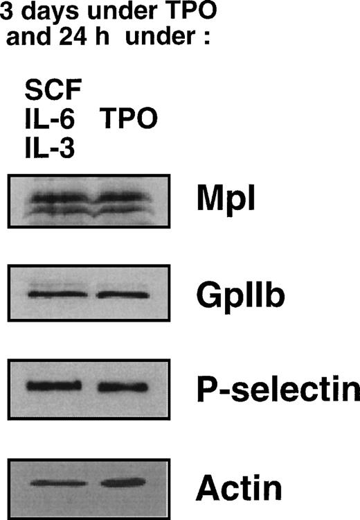 Fig. 5. Comparison of Mpl levels in MKs in the presence or absence of TPO. MKs obtained in the presence of TPO (3 days) were either maintained in TPO (right lane) or shifted to a medium without TPO and containing SCF, IL-6, and IL-3 (left lane). Immunoblot analysis of MK lysates using antibodies directed against Mpl, GpIIb, P-selectin, and actin, as described in Materials and Methods.