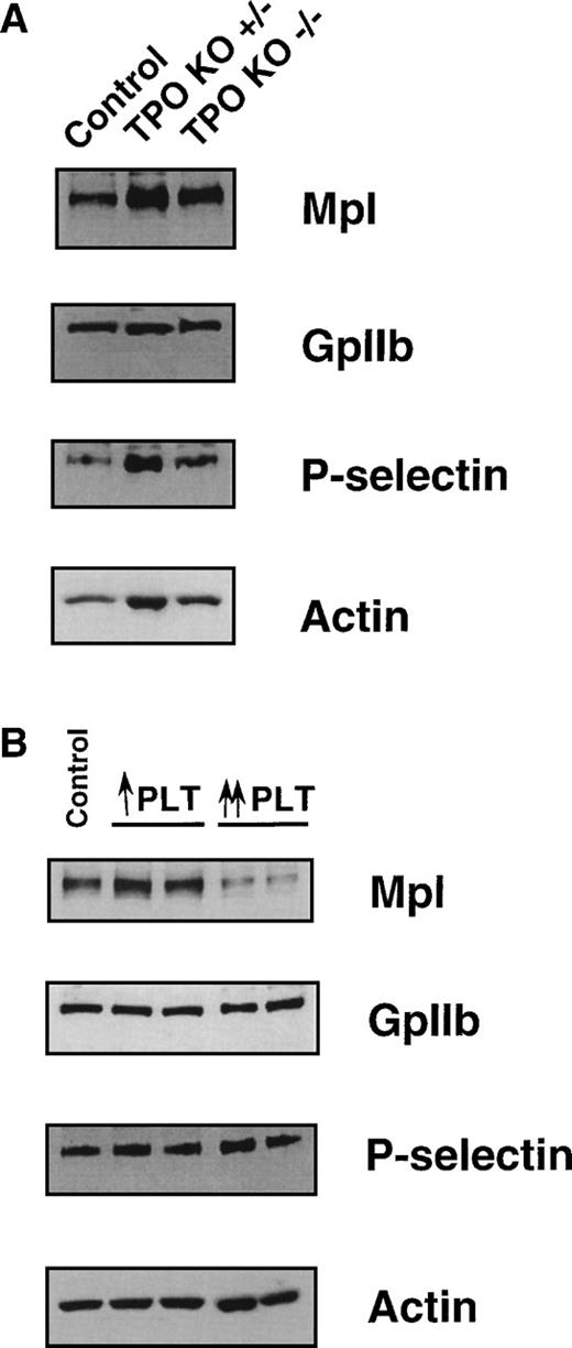 Fig. 6. Comparison of Mpl levels in PLTs isolated from control, TPO+/−, TPO−/−, and TPO-stimulated thrombocythemic mice. Immunoblot analysis of platelet lysates from (A) TPO+/− and TPO−/− mice; (B) the two types of TPO-stimulated mice, using antibodies directed against Mpl, GpIIb, P-selectin, and actin. For ↑ PLT and ↑↑ PLT, see legend to Fig 3. Two independent lysates were used for each TPO stimulation model.