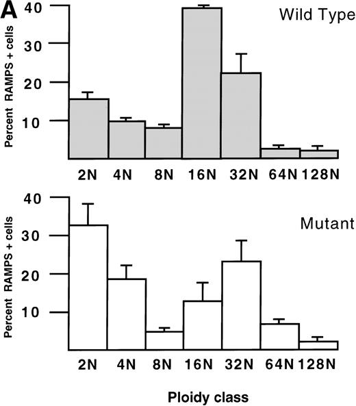 Fig. 2. Histograms of the DNA content of (A) bone marrow megakaryocytes from 6 normal (Wild Type, top) and 8 ▵neo▵HS (Mutant, bottom) weanling mice (age 4 weeks), and (B) megakaryocytes cultured ex vivo from E12.5 fetal livers of 3 normal (Wild Type, top) and 3 ▵neo▵HS (Mutant, bottom) embryos. The mean percentage (± 1 SD) of RAMPS-positive cells in each ploidy class