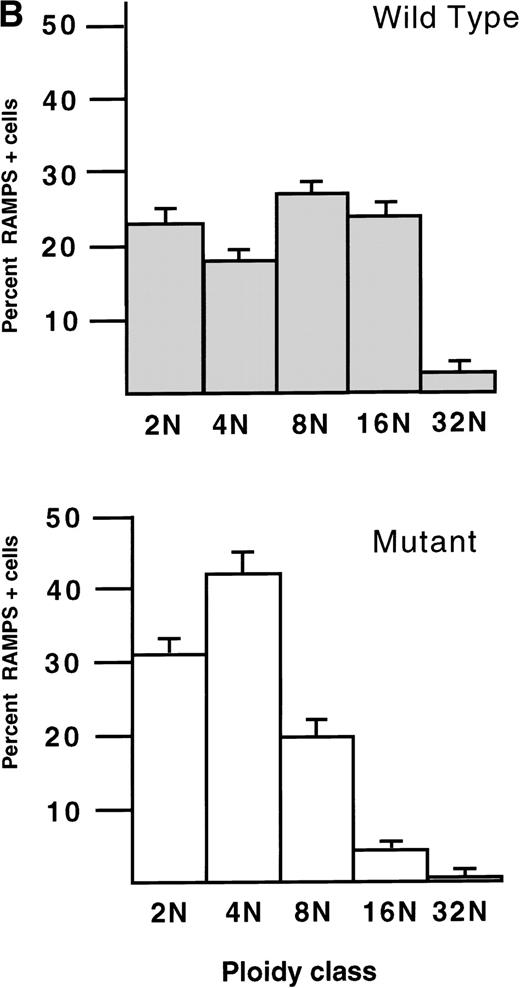 Fig. 2. Histograms of the DNA content of (A) bone marrow megakaryocytes from 6 normal (Wild Type, top) and 8 ▵neo▵HS (Mutant, bottom) weanling mice (age 4 weeks), and (B) megakaryocytes cultured ex vivo from E12.5 fetal livers of 3 normal (Wild Type, top) and 3 ▵neo▵HS (Mutant, bottom) embryos. The mean percentage (± 1 SD) of RAMPS-positive cells in each ploidy class
