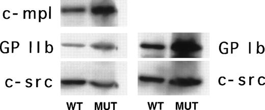 Fig. 5. Western blot analysis of c-mpl, GPIIb,and GPIb expression in platelets isolated from normal (WT) and ▵neo▵HS (MUT) adult mice. In the left panel, the same filter was sequentially used to assay expression for c-mpl, GPIIb,and c-src, whereas in the right panel a separate filter was sequentially used to detect expression of GPIb and c-src. The c-src signal was used to verify equivalent sample loading.