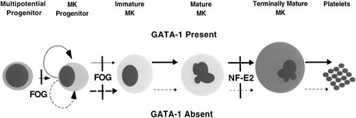 Fig. 7. A hierarchy of transcription factors important in megakaryopoiesis. The normal progression of a multipotential progenitor to a platelet-producing megakaryocyte (MK) is shown. The upper set of arrows denotes the normal pattern of progression from one cell type to another, and the lower set of arrows illustrates the findings in a GATA-1–deficient environment. The thickness of the arrows represents the degree to which the progression from 1 cell type to another occurs. In GATA-1 deficiency, there is a marked increase of immature megakaryocytes relative to the wild type. Most normal immature megakaryocytes complete differentiation, whereas in GATA-1 deficiency, many immature megakaryocytes fail to complete the differentiation program, and the few that do are abnormal structurally. This results in a lower number of circulating platelets that are functionally and structurally abnormal. In the absence of FOG, either the megakaryocyte progenitor is not specified or fails to differentiate. Conversely, the requirement for NF-E2 is apparently limited to terminal megakaryocyte differentiation before platelet release.