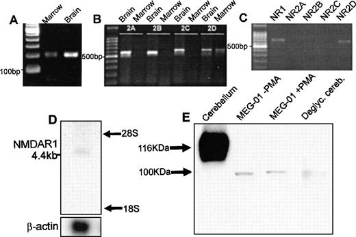 Fig. 1. Expression of NMDA receptor subunits by megakaryocytes. RT-PCR amplified products for the NMDAR1 (A) and NMDAR2D (B) receptor subunit from rat bone marrow; NMDAR2A-C were identified in brain only (B). (C) RT-PCR confirmed expression of NMDAR1 (NR1) and NMDAR2D (NR2D) subunits by MEG-01 cells. (D) Northern blot analysis of total RNA (2 μg) from primary human megakaryocytes using an NMDAR1 probe, which identified a 4.4-kb mRNA species. (E) Western blot analysis of NMDAR1 protein in rat cerebellum, MEG-01 cells (cultured in the absence or presence of 10−7 mol/L PMA for 3 days) and N-deglycosylated rat cerebellum. CNS-type NMDAR1 was of expected size,17 116 kD, which was reduced to ∼100 kD following N-deglycosylation. Major MEG-01 NMDAR1 protein bands were detected at ∼100 kD, matching N-deglycosylated CNS-type NMDAR1 size.