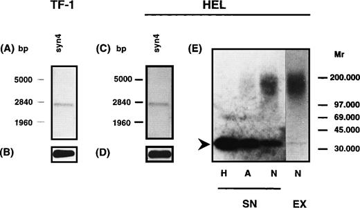 Fig. 7. Northern blot and Western blot analysis of syndecan-4 expression in TF-1 and HEL cells. Northern blot analysis was performed using a digoxigenin-labeled hybridization probe for syndecan-4. A specific signal could be detected for syndecan-4 in TF-1 (A) and HEL (C) cells. GAPDH was used as a control (B and D). For Western blot analysis (E), HS proteoglycans from the supernatant of HEL cells were isolated and digested by heparinase/heparitinase (H) or chondroitinases AC/ABC (A) and submitted to SDS-PAGE on a 4% to 15% gel. The untreated sample is shown on lane N. Detection was performed using the syndecan-4 specific MoAb 8G3. The core protein of syndecan-4 is indicated by an arrowhead. It might be noted that in HEL cells a substantial amount of free core protein of syndecan-4 is detectable.