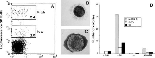 Fig. 3. FACS analysis of adult bone marrow cells stained for GPIIb-IIIa expression. Four-week-old bone marrow cells were immunostained with anti–GPIIb-IIIa MoAb. (A) Two populations with high and low fluorescence intensity were sorted. The percentages of cells in the GPIIb-IIIahi (high) and GPIIb-IIIalo (low) groups are indicated in the windows. The cell morphology of each fraction is illustrated in B and C, respectively. (B) Morphology of GPIIb-IIIa highly fluorescent cells (thrombocytes). (C) Thromboblasts in the GPIIb-IIIa weakly fluorescent cell population. (D) GPIIb-IIIalo (+low) and GPIIb-IIIahi(+high) cells, as well as the negative (−) and unsorted populations were cultured in erythroid differentiation medium. Each column represents the number of colonies arising from 1,000 cells in duplicate cultures.