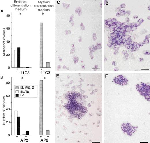 Fig. 2. Distribution of myeloid and erythroid progenitors in GPIIb-IIIa+–sorted embryonic bone marrow cells. Embryonic bone marrow cells were sorted with the anti-chicken GPIIb-IIIa MoAb 11C3 or with the anti-human chicken cross-reacting GPIIb-IIIa MoAb AP2. Positively (+) or negatively (−) sorted cells were then cultured in erythroid or myeloid differentiation conditions in semisolid medium. Colonies were MGG stained and scored. (A) Colonies from E14 bone marrow sorted with MoAb 11C3. (B) Colonies from E14 bone marrow sorted with MoAb AP2. (a) Erythroid differentiation medium, (b) myeloid differentiation medium. Mean number of colonies developed from 1,000 cells, in duplicate cultures. Morphology of colonies after MGG staining. (C) Macrophages (M). These colonies were large and dispersed. Bar = 31 μm. (D) Granulocytes (G). Bar = 62 μm. (E) Macrophages/granulocytes (M/G). A tight granulocytic center is surrounded with dispersed macrophages. Bar = 62 μm. (F) Erythrocytes (Ec). Hemoglobinized cells developed in erythroid differentiation medium. Bar = 31 μm.