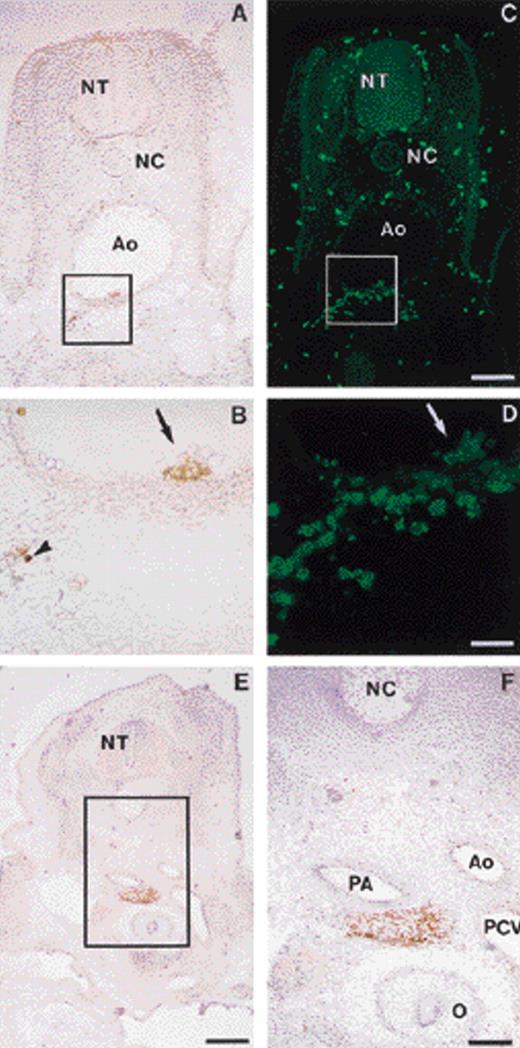 Fig. 5. GPIIb-IIIa expression in intraembryonic hematopoietic sites. (A) Transverse section of an E3.5 to 4 embryo: immunoperoxidase staining with the anti–GPIIb-IIIa MoAb. In the embryo proper, GPIIb-IIIa immunoreactivity is concentrated on cells located ventral to the aorta. (B) Higher magnification from the field boxed in A. Intraaortic clusters are GPIIb-IIIa+ (arrow) and a few positive cells are scattered in the mesenchyme beneath the aortic endothelium (arrowhead). (C) The same section, double stained with anti-CD45MoAb, HISC7, and shown by indirect immunofluorescence. Numerous isolated CD45+ cells were distributed throughout the embryo, in the vessels and in the mesenchyme. Bar = 119 μm. (D) Higher magnification from the field boxed in C, showing the same aortic area as in B. The staining patterns of the two antibodies are similar at the level of the intraaortic clusters, showing coexpression of GPIIb-IIIa and CD45 antigens at this site. Bar = 59 μm. (E) Transverse section of an E6 embryo. GPIIb-IIIa immunoperoxidase staining. Bar = 297 μm. (F) Higher magnification from the field boxed in E, showing a paraortic foci containing GPIIb-IIIa+ cells. Bar = 119 μm. Ao, aorta; PCV, posterior cardinal vein; PA, pulmonary artery; NC, notochord; NT, neural tube; O, esophagus.