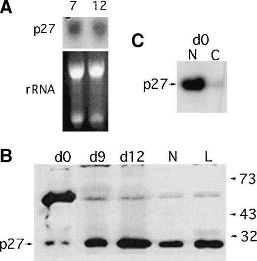 Fig. 3. p27 message and protein levels during myelopoiesis. (A) Persistence of p27 message in differentiating CD34+cells. Aliquots of cells grown in the presence of SCF, G-CSF, and IL-3 for 7 or 10 days were harvested for RNA and a Northern blot probed for p27 message as shown. (B) Freshly harvested UC CD34+cells were cultured in the presence of cytokines for 12 days. At days 0, 6, 9, and 12 aliquots of 1 million cells were directly lysed in laemmli buffer and fractionated on a 15% sodium dodecyl sulfate-polyacrylamide gel electrophoresis gel for Western blot analysis. Neutrophils (N) and lymphocytes (L) from the same cord sample were analyzed. p27 immunoblot is shown; p21 levels were undetectable in this assay. (C) p27 immunoblot of CD34+ blasts fractionated for nuclear (N) and cytoplasmic expression of p27.