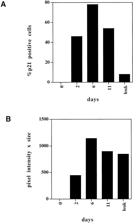 Fig. 6. Analysis of p21 expression during differentiation. Image analysis of cytospins shown in Fig 6 as described in the text. (A) Proportion of cells positive for p21. Cy3 staining over Hoechst nuclei corrected for background signal are quantified as a percentage of nuclei present. (B) Intensity of p21 staining. p21 fluorescence intensity at different days. Cy3 signal extracted and intensity collected for the mask area for each cell as described in the text. Intensities shown in the figure represent the mean sum of all cell profiles generated.