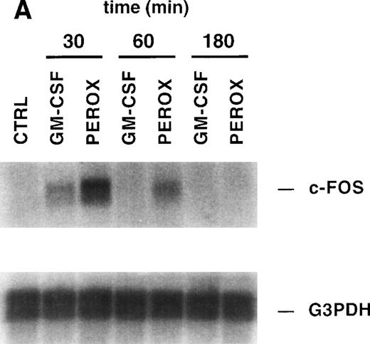 Fig. 4. H2O2 mimics GM-CSF–induced G1-S phase transition, early gene expresion, and random transwell migration in MO7e cells. (A) Gene expression was analyzed using mRNA from MO7e cells left untreated (CTRL) or stimulated for the indicated times with GM-CSF (20 ng/mL) or H2O2 (PEROX, 250 μmol/L). The expression of c-FOS and G3PDH was detected by Northern blotting using specific probes. (B) MO7e cells were either left untreated or treated with GM-CSF (20 ng/mL) or H2O2 (PEROX, 50 μmol/L). Cell cycle analysis was performed using propidium iodide at the indicated time points and the samples were analyzed by flow cytometry. (C) MO7e cells were either left untreated or treated with GM-CSF, SF, or H2O2 (PEROX) as indicated and used for a random transwell migration assay. The number of viable cells in the lower chamber was determined after 5 hours of migration by trypan blue exclusion. The error bars indicate the SEM (n = 4).