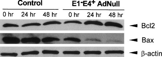 Fig. 3. Bcl2 and Bax protein levels in primary human endothelial cells after infection with an E1−E4+ Ad vector. Confluent endothelial cells were infected with the E1−E4+ AdNull vector or no vector (“control”), cultured in growth factor–free medium for 0 to 48 hours and assessed by Western analysis for human Bcl2 and Bax using rabbit polyclonal and mouse monoclonal antibodies, respectively. Equal protein loading was confirmed with a control antibody to detect human β-actin detected by a rabbit polyclonal antibody. Blots were developed by enhanced chemiluminescence.