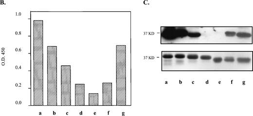 Fig. 1. Deletion analysis of the 66–amino acid segment from the N-terminus of human GPIIIa that is recognized by anti–HPA-1a antibodies. (A) Amino acid sequence of the immunoreactive 66–amino acid segment is shown above. *Site of the human polymorphism. Proposed loops of the cloverleaf structure are indicated, loop 1 (dashed line), loop 2 (solid line), and loop 3 (dashed and dotted line) with the proposed disulfide bonds between Cys13-Cys23, Cys26-Cys38, and Cys16-Cys49 shown with solid lines above the sequence. The deletion mutations and their sequences are shown below. (B) Results of an ELISA are graphically displayed. Letters (a-g) refer to deletion mutations illustrated in A. In this assay, microtiter wells were coated in triplicate with the deletion mutations (expressed as GST fusion proteins). An anti–HPA-1a antiserum was tested for its ability to bind the various human mutations. Antibodies bound were detected using Protein A/G conjugated with HRP, and TMB (tetramethylbenzidine) was used as the colorometric substrate. The average of the absorption at 450 nm of the triplicate was divided by the average of duplicate wells reacted with anti-GST. (C) Immunoblot (top box) of the deletion mutations incubated with the same anti–HPA-1a antiserum tested in ELISA, and corresponding Coomassie blue–stained SDS-polyacrylamide gel electrophoresis (PAGE) (bottom box) of deletion mutations. Molecular weight of the intact fusion protein, h3a 1-66, is indicated on the left of the blot and gel.