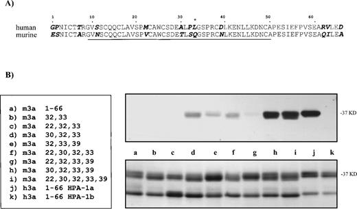 Fig. 2. Substitution of murine GPIIIa residues with analogous human amino acids to generate an HPA-1a–like epitope. (A) Comparison of first 66 amino acids from the N-termini of human and murine GPIIIa. Amino acid differences are highlighted and italicized. *Site of human polymorphism for HPA-1a. Underlined sequence refers to the shortest human fragment that maintains the majority of immunoreactivity with clinical anti–HPA-1a antibodies. (B) By site-directed mutagenesis, several amino acids in the N-terminus of the murine GPIIIa were mutated to the human counterpart. The N-terminal regions containing the substitution mutations (left) were expressed as GST fusion proteins (37 kD), electrophoresed on 10% to 15% SDS-PAGE and transferred onto nitrocellulose membranes. Immunoblot (top, right) of murine GPIIIa substitution mutations incubated with an affinity-purified anti–HPA-1a antibody is shown. The same set of proteins (bottom, right) stained with Coomassie blue. Smaller band on gel is contaminating GST protein.9