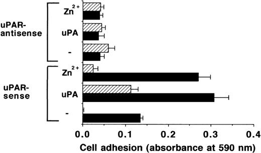 Fig. 3. Adhesion of uPAR-transfected BAF-3 cells on VN. The adhesion of BAF-3 cells transfected with uPAR-sense or uPAR-antisense cDNA as indicated was performed in response to 50 μmol/L Zn2+ or 50 nmol/L uPA, respectively, in the absence (▩) or presence of 20 μg/mL of MoAb R3 against uPAR (▨). Data represent the mean ± SEM (n = 3) of a typical experiment. Similar results were obtained in three separate experiments.