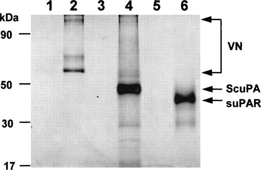 Fig. 5. Binding of isolated proteins to Zn2+. After metal-ion affinity columns were charged with excess Zn2+or buffer alone, VN, uPAR, or single-chain urokinase type plasminogen activator (ScuPA), respectively, were allowed to bind to the column. Subsequent elution was performed with either binding buffer alone (lanes 1, 3, 5) or containing 0.05 mol/L EDTA (lanes 2, 4, 6). VN, uPAR, or ScuPA bound to the Zn2+ charged column, but not to a control column (not shown). The respective authentic protein bands are indicated by arrows on the right (monomeric and dimeric VN).