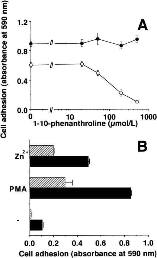 Fig. 6. Zn2+-induced adhesion of U937 cells on FBG. (A) Adhesion of U937 cells on FBG-coated plates induced by 50 μmol/L Zn2+ (○) or 20 ng/mL PMA (•) in the absence or presence of various concentrations of 1-10-phenanthroline was measured. Data represent the mean ± SEM (n = 3) of a typical experiment. The basal adhesion in the absence of PMA or Zn2+ was 0.05 to 0.1 absorbance units. Similar results were obtained in three separate experiments. (B) The adhesion of U937 cells on FBG induced by 50 μmol/L Zn2+ or 20 ng/mL PMA was measured in the absence (▩) or presence of 10 μg/mL MoAb 60.3 against β2-integrin (▨). Data represent the mean ± SEM (n = 3) of a typical experiment. Similar results were obtained in three separate experiments.