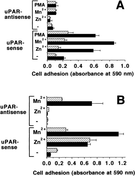 Fig. 8. Adhesion of uPAR-transfected BAF-3 cells on FBG. (A) Adhesion of BAF-3 cells, transfected with uPAR in the sense or antisense orientation, was tested on FBG in response to Mn2+ (50 μmol/L), Zn2+ (50 μmol/L), or PMA (20 ng/mL), respectively, in the absence (▩) or presence of 10 μg/mL of MoAb Game 46 (▨) against mouse β2-integrins. (B) A similar adhesion assay was performed, except that either HEPES-buffered saline without (▩) or with Ca2+ and Mg2+ (▨) were used as the adhesion buffer instead of RPMI 1640. Data represent the mean ± SEM (n = 3) of a typical experiment. Similar results were obtained in three separate experiments.