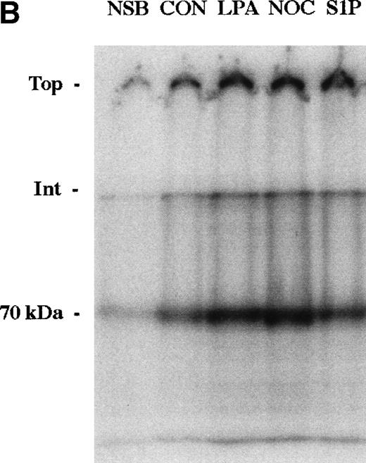 Fig. 4. Binding isotherm (A) and cross-linking (B) of125I-70-kD fragment to cells. (A) Increasing amounts of125I-70-kD fragment were incubated with MG63 cells in the absence (control) or presence of 200 nmol/L S1P (S1P) for 45 minutes. To achieve concentrations less than 0.5 mg/L, ligand with a specific activity of 1,000 cpm/ng was added. To achieve concentrations greater than 0.5 mg/L, unlabeled 70-kD fragment was added to125I-70-kD fragment to yield mixtures with progressively lower specific activity. Specific binding was calculated by subtraction of nonspecific binding (in the presence of 500 mg/L unlabeled fibronectin) from total binding and expressed as nanograms of 70-kD fragment bound per well. Data represent the average of duplicate values. (B) Confluent MG63 cells were incubated for 60 minutes with125I-70-kD fragment (0.5 mg/L) in medium containing unlabeled 70-kD fragment (20 mg/L; NSB), control with nothing additional (CON), 200 nmol/L LPA (LPA), 10 μmol/L nocodazole (NOC), or 100 nmol/L S1P (S1P). Cell layers were then washed and incubated for an addition of 5 minutes with factor XIIIa (10 mg/L). Cell lysates were analyzed by reducing SDS-PAGE and phosphorimaging. Top, top of the stacking gel; Int, interface of the 3% stacking and 8% separating polyacrylamide gels; and 70-kD, un–cross-linked 125I-70-kD fragment. Quantitation of bands at the top, the interface, and the position of the un–cross-linked probe yielded the following ratios of density of the three bands in treated cultures compared with control: LPA/CON: 2.0, 2.2, and 1.9; NOC/CON: 2.1, 2.5, and 2.3; and S1P/CON: 2.1, 1.9, and 1.7.