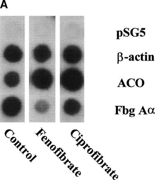 Fig. 5. Effect of fibrates on fibrinogen and ACO gene transcription. Nuclear run-on assays were performed on nuclei obtained from livers of control rats and rats treated with 0.5% (wt/wt) fenofibrate or 0.5% (wt/wt) ciprofibrate for 14 days as described in Materials and Methods. The data shown are of a representative experiment. (A) Autoradiogram showing vector (pSG5), β-actin, ACO, and fibrinogen A-chain (Fbg A) signals. (B) Signals were quantified by densitometric scanning and adjusted for the corresponding β-actin signal. Data are expressed as percentage values relative to that in control nuclei.