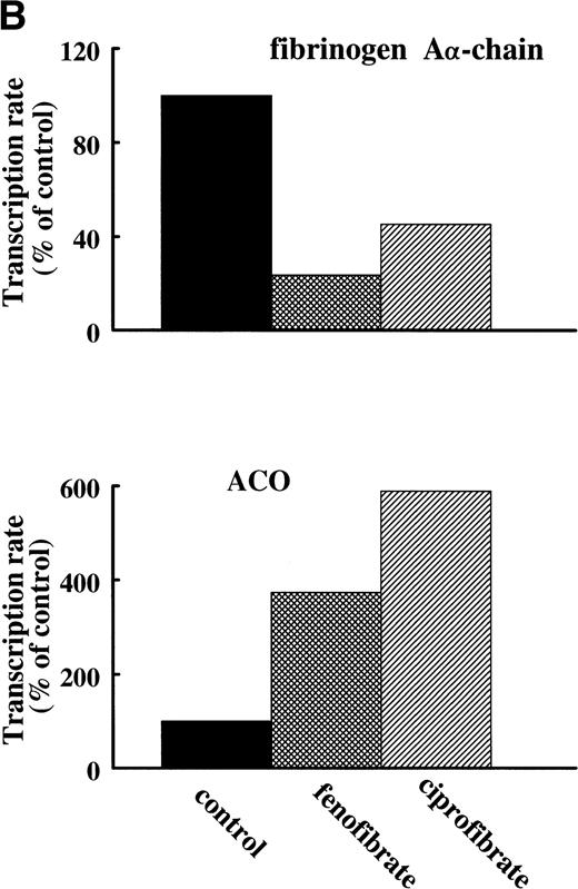 Fig. 5. Effect of fibrates on fibrinogen and ACO gene transcription. Nuclear run-on assays were performed on nuclei obtained from livers of control rats and rats treated with 0.5% (wt/wt) fenofibrate or 0.5% (wt/wt) ciprofibrate for 14 days as described in Materials and Methods. The data shown are of a representative experiment. (A) Autoradiogram showing vector (pSG5), β-actin, ACO, and fibrinogen A-chain (Fbg A) signals. (B) Signals were quantified by densitometric scanning and adjusted for the corresponding β-actin signal. Data are expressed as percentage values relative to that in control nuclei.